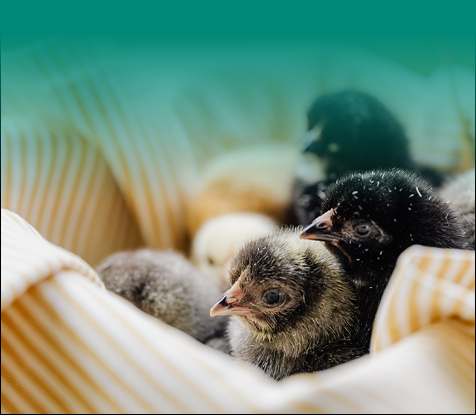 Chicks Guide Thin Banner