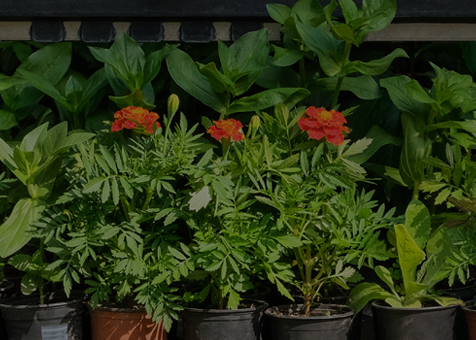 Greenhouses in select stores