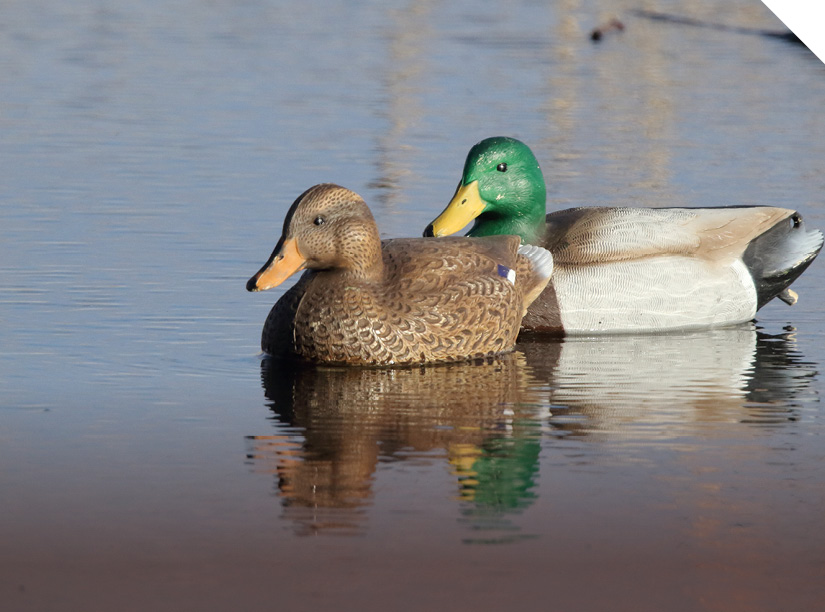 Decoys
