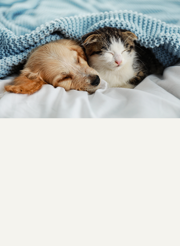 Puppy & Kitten