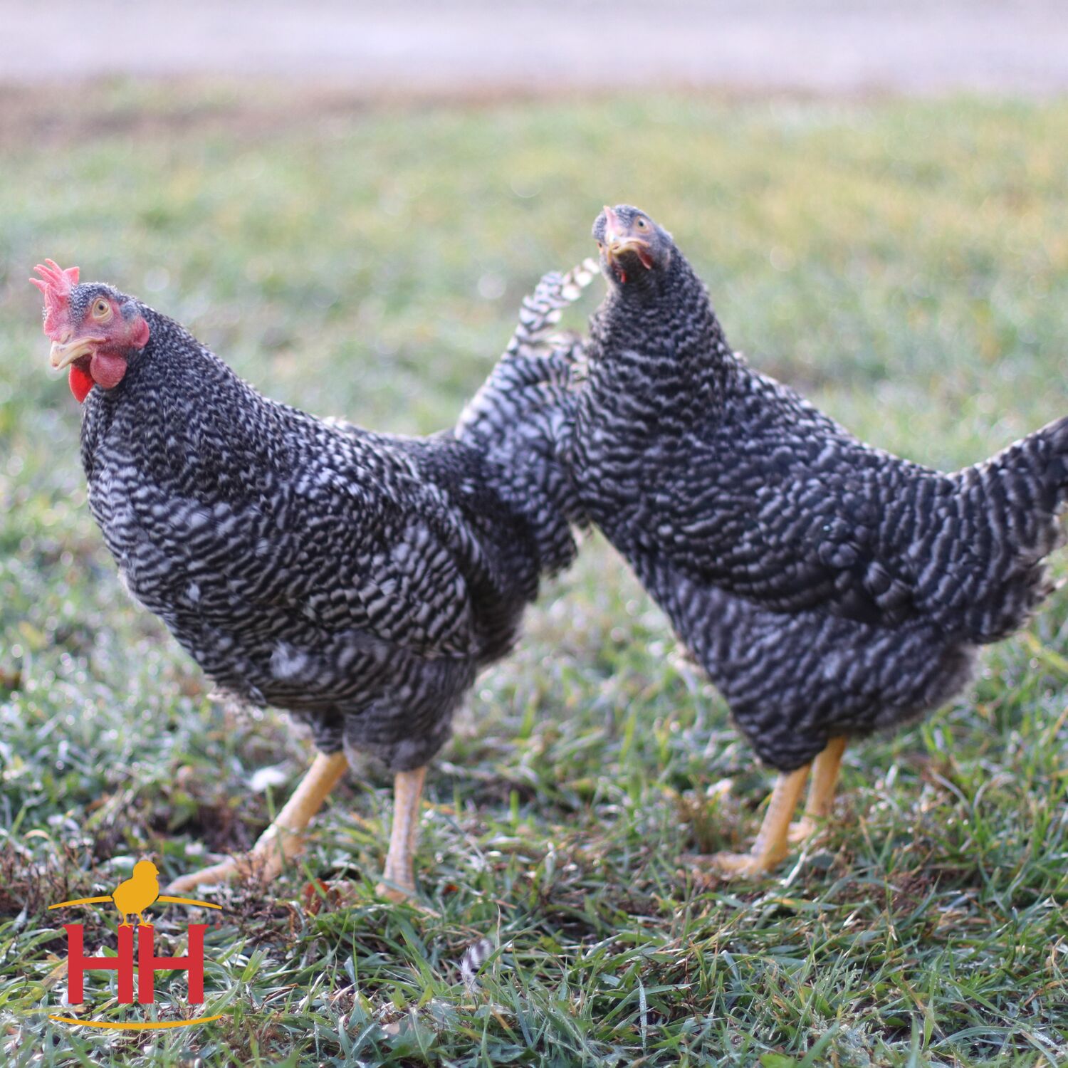 Barred Plymouth Rock Live Chicks