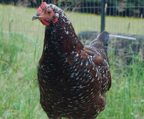 Speckled Sussex Live Chicks