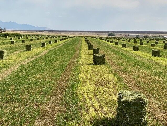 Baker Ranches 3-Tie Orchard Alfalfa Hay Mix Bale, 110-Lb