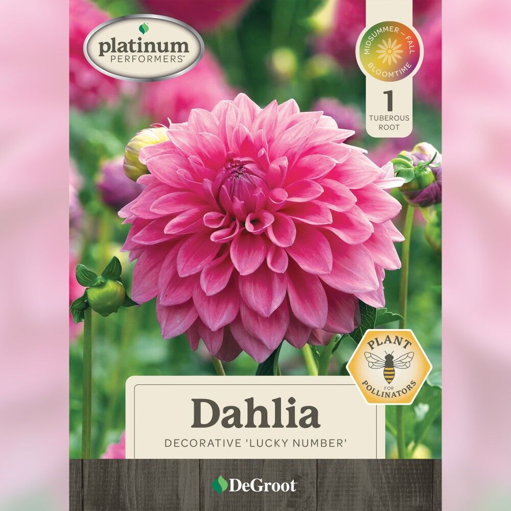 DeGroot Dahlia Dinnerplate, Lucky Number
