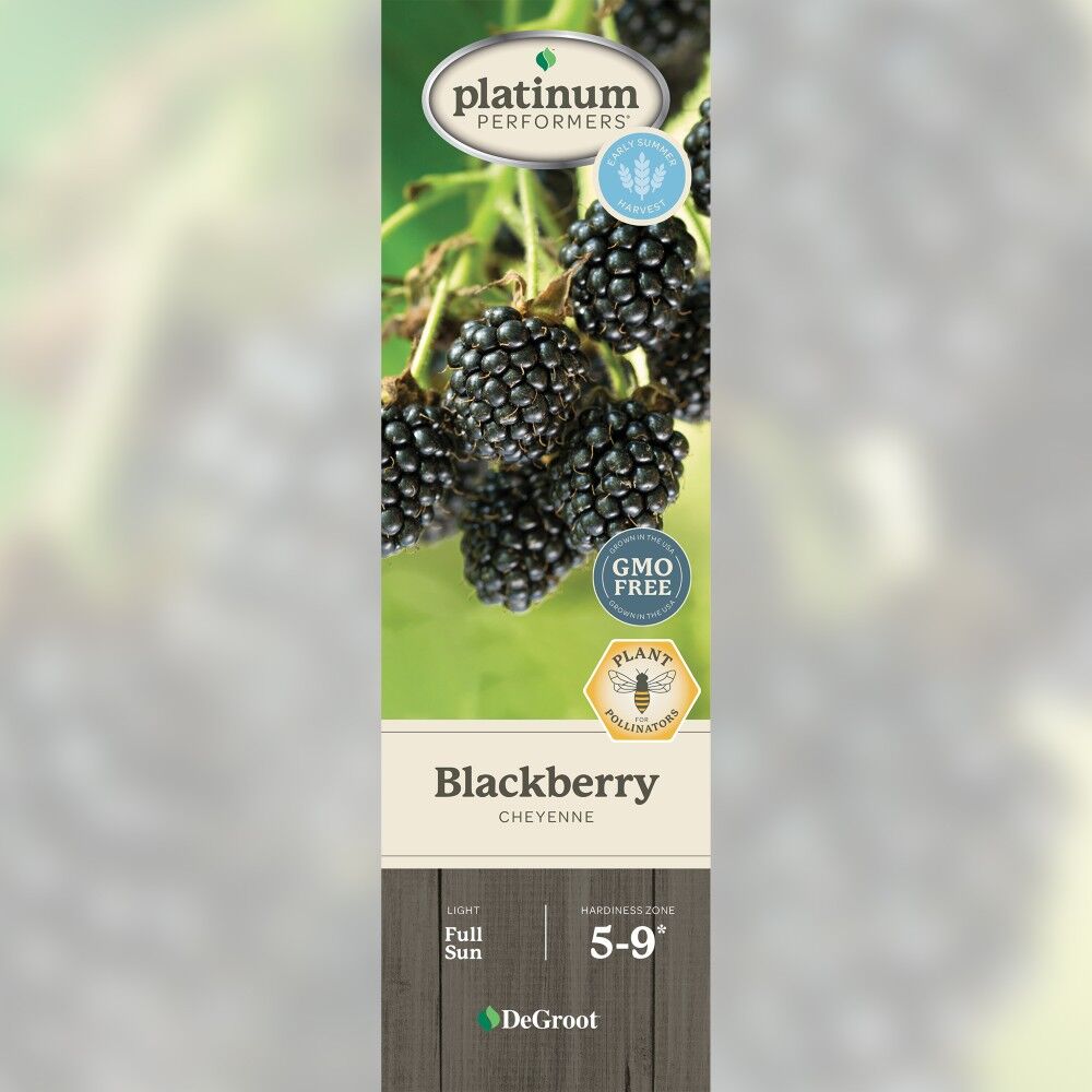 DeGroot Blackberry, Cheyenne