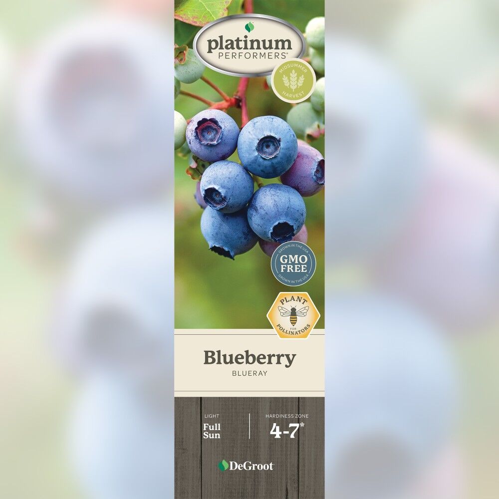 DeGroot Blueberry, Blueray
