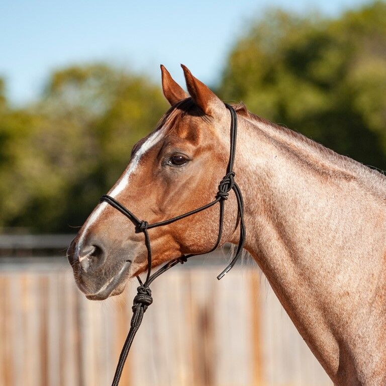 Classic Equine Econo Rope Halter and Leadrope, 8-Ft