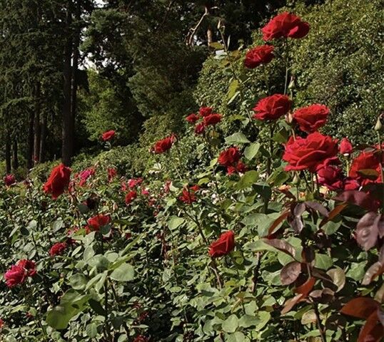 Certified Nurseries Bagged Grade #1 Fragrant Roses Assorted Types