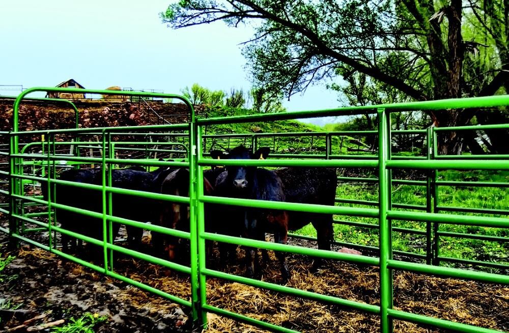 Powder River Rancher Panel, 2-In x 70-In x 10-Ft