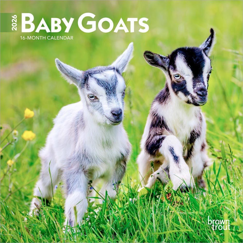 Brown Trout Publisher 2026 Baby Goats Monthly Mini Wall Calendar, 7-In x 14-In