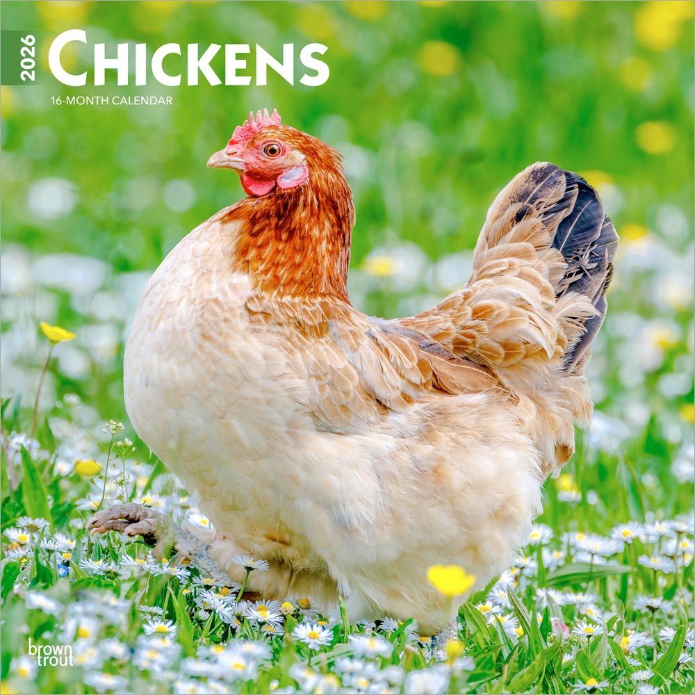 Brown Trout Publisher 2026 Chickens Monthly Square Wall Calendar, 12-In x 24-In