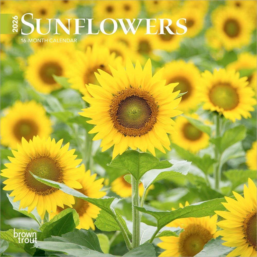 Brown Trout Publisher 2026 Sunflowers Monthly Mini Wall Calendar, 7-In x 14-In