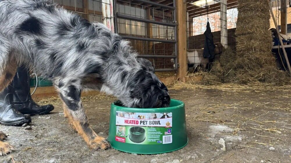 Farm Innovators Green Plastic Heated Pet Bowl