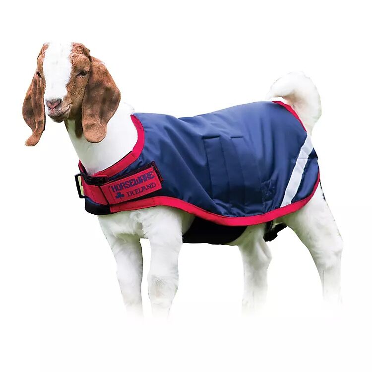 Goat Coat in Navy, X-Large